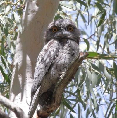 Podargus strigoides (Tawny Frogmouth) at Acton, ACT - 26 Dec 2020 by Tim L