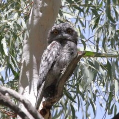 Podargus strigoides at Acton, ACT - suppressed