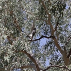 Podargus strigoides at Acton, ACT - suppressed