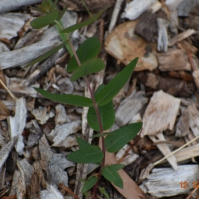 Eucalyptus bridgesiana (Apple Box) at Weston, ACT - 11 Dec 2020 by AliceH