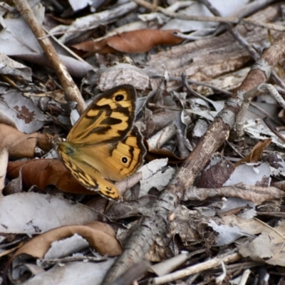 Heteronympha merope (Common Brown Butterfly) at Weston, ACT - 27 Dec 2020 by AliceH