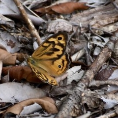 Heteronympha merope at Weston, ACT - 27 Dec 2020