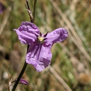 Arthropodium fimbriatum at Majura, ACT - 27 Dec 2020 10:54 AM