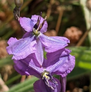 Arthropodium fimbriatum at Majura, ACT - 27 Dec 2020 10:54 AM