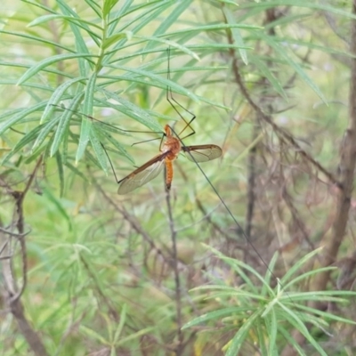 Leptotarsus (Macromastix) costalis (Common Brown Crane Fly) at Black Mountain - 26 Dec 2020 by ClubFED