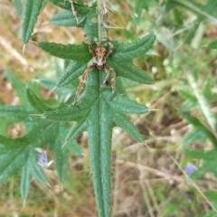 Backobourkia sp. (genus) (An orb weaver) at Black Mountain - 26 Dec 2020 by ClubFED