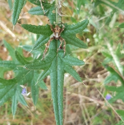 Backobourkia (genus) (An orb weaver) at Acton, ACT - 26 Dec 2020 by ClubFED