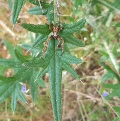 Backobourkia sp. (genus) (An orb weaver) at Acton, ACT - 26 Dec 2020 by ClubFED