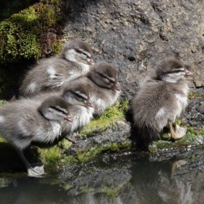 Chenonetta jubata (Australian Wood Duck) at ANBG - 26 Dec 2020 by TimL