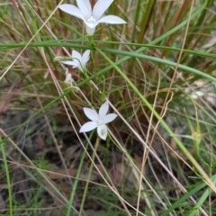 Wahlenbergia sp. (Bluebell) at Black Mountain - 26 Dec 2020 by ClubFED