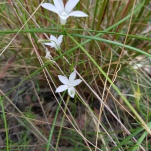 Wahlenbergia sp. at Acton, ACT - 26 Dec 2020