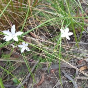 Wahlenbergia sp. at Acton, ACT - 26 Dec 2020