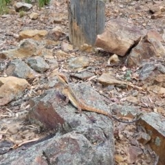 Pogona barbata (Eastern Bearded Dragon) at Black Mountain - 26 Dec 2020 by ClubFED