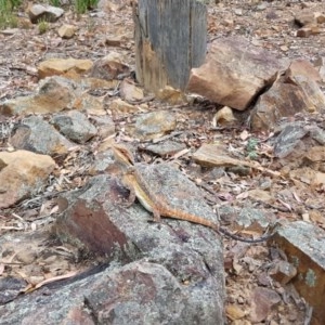 Pogona barbata at Downer, ACT - suppressed