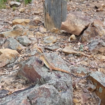 Pogona barbata (Eastern Bearded Dragon) at Black Mountain - 26 Dec 2020 by ClubFED