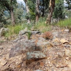 Pogona barbata at Downer, ACT - suppressed