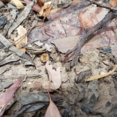 Macrotona securiformis (Inland Macrotona) at Black Mountain - 26 Dec 2020 by ClubFED