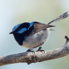 Malurus cyaneus (Superb Fairywren) at Mount Ainslie - 26 Dec 2020 by patrickcox