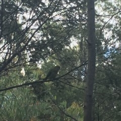 Polytelis swainsonii (Superb Parrot) at Red Hill, ACT - 23 Dec 2020 by Tapirlord