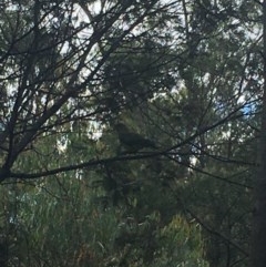 Polytelis swainsonii at Red Hill, ACT - suppressed