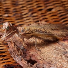 Mantispidae (family) (Unidentified mantisfly) at Harrison, ACT - 26 Dec 2020 by DPRees125