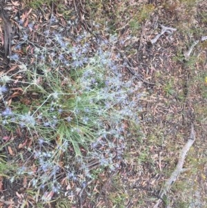 Eryngium ovinum at Hughes, ACT - 23 Dec 2020