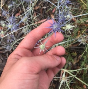 Eryngium ovinum at Hughes, ACT - 23 Dec 2020