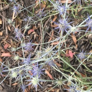 Eryngium ovinum at Hughes, ACT - 23 Dec 2020