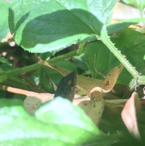 Saproscincus mustelinus at Acton, ACT - 26 Dec 2020