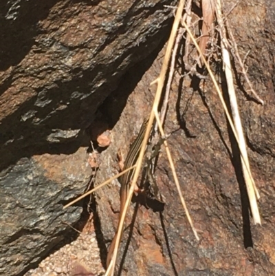 Ctenotus taeniolatus (Copper-tailed Skink) at ANBG - 26 Dec 2020 by Tapirlord