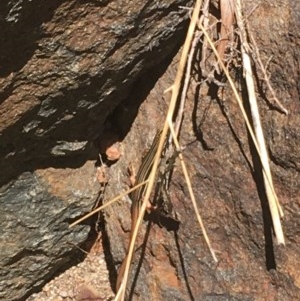 Ctenotus taeniolatus at Acton, ACT - 26 Dec 2020