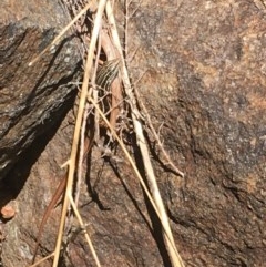 Ctenotus taeniolatus at Acton, ACT - 26 Dec 2020