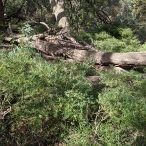 Polyscias sambucifolia subsp. Bipinnate leaves (J.H.Ross 3967) Vic. Herbarium at Currawang, NSW - 27 Dec 2020