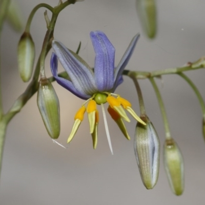 Dianella sp. aff. longifolia (Benambra) (Pale Flax Lily, Blue Flax Lily) at Illilanga & Baroona - 26 Dec 2020 by Illilanga