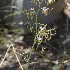 Dianella sp. aff. longifolia (Benambra) at Michelago, NSW - 26 Dec 2020