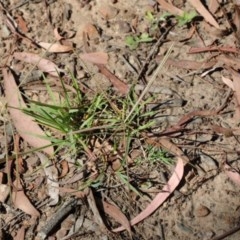 Chloris truncata (Windmill Grass) at Dryandra St Woodland - 26 Dec 2020 by ConBoekel