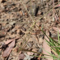 Chloris truncata at O'Connor, ACT - 27 Dec 2020