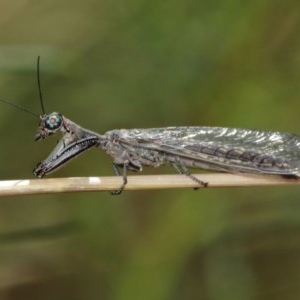 Mantispidae (family) at Downer, ACT - 27 Dec 2020 11:41 AM