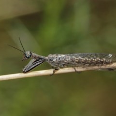 Mantispidae (family) at Downer, ACT - 27 Dec 2020 11:41 AM