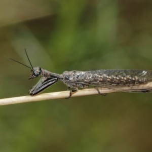 Mantispidae (family) at Downer, ACT - 27 Dec 2020