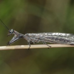 Mantispidae (family) at Downer, ACT - 27 Dec 2020 11:41 AM