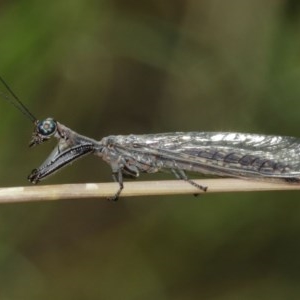 Mantispidae (family) at Downer, ACT - 27 Dec 2020