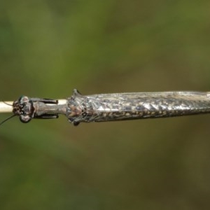 Mantispidae (family) at Downer, ACT - 27 Dec 2020