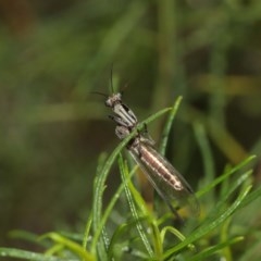 Mantispidae (family) at Downer, ACT - 27 Dec 2020