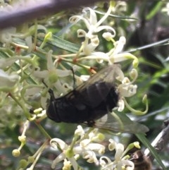 Unidentified Bee (Hymenoptera, Apiformes) at ANBG - 26 Dec 2020 by Tapirlord