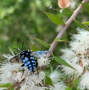 Thyreus caeruleopunctatus at Murrumbateman, NSW - 27 Dec 2020