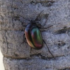 Chalcopteroides cupripennis (Rainbow darkling beetle) at Michelago, NSW - 27 Dec 2020 by Illilanga