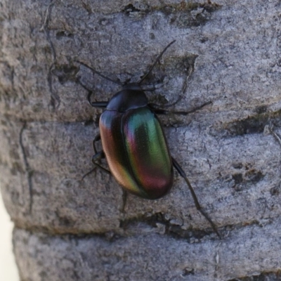 Chalcopteroides cupripennis (Rainbow darkling beetle) at Illilanga & Baroona - 26 Dec 2020 by Illilanga