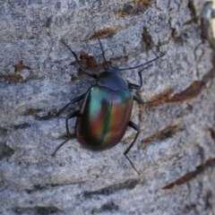 Chalcopteroides cupripennis at Michelago, NSW - 27 Dec 2020