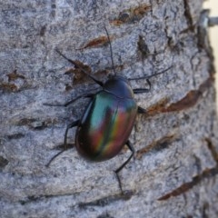 Chalcopteroides cupripennis at Michelago, NSW - 27 Dec 2020